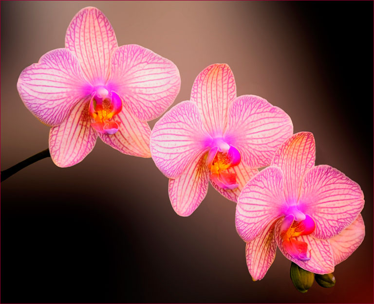 Three Orchids